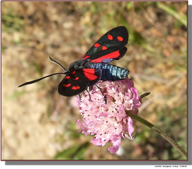 Zygaena transalpina ?